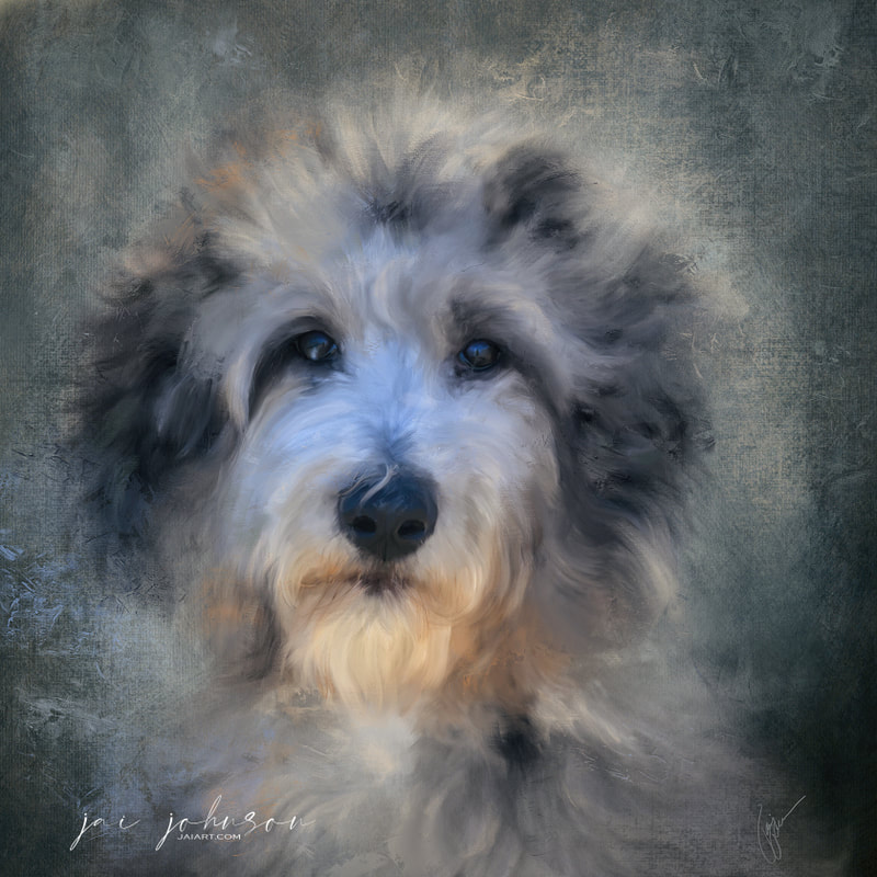 Portrait of an Aussiedoodle dog