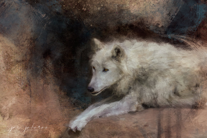 Gray Timber Wolf painting