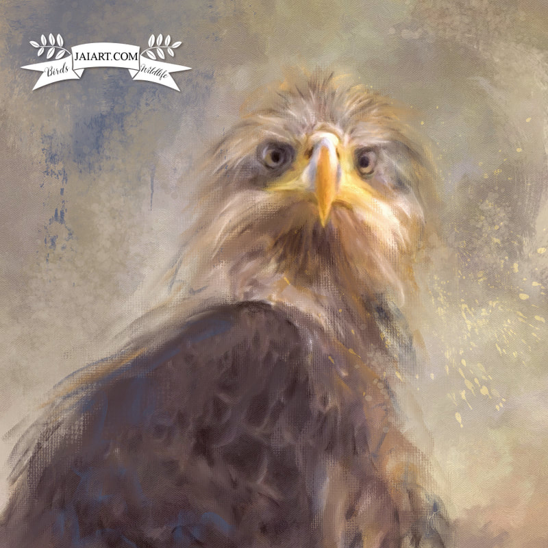 Juvenile bald eagle painting